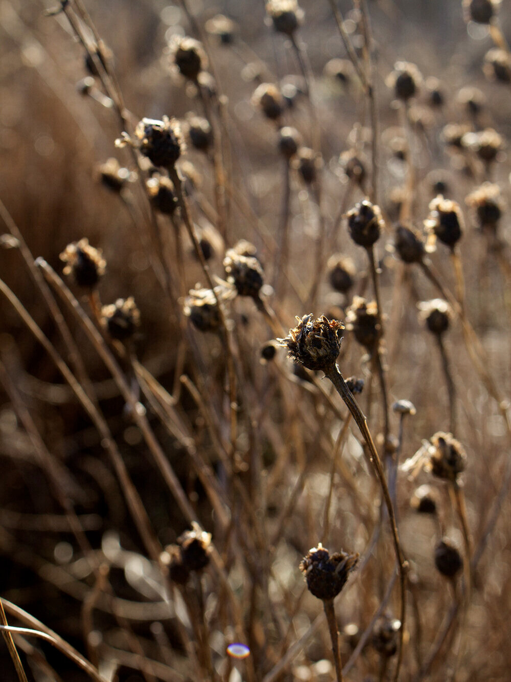 Grasses+and+sun.jpg