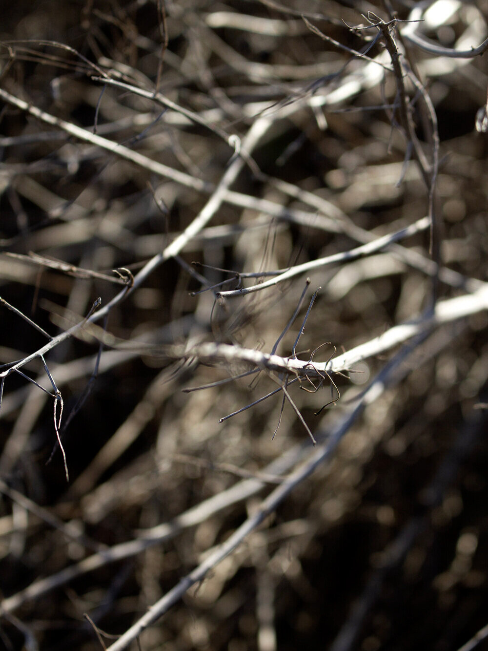 Abstract+Branches.jpg