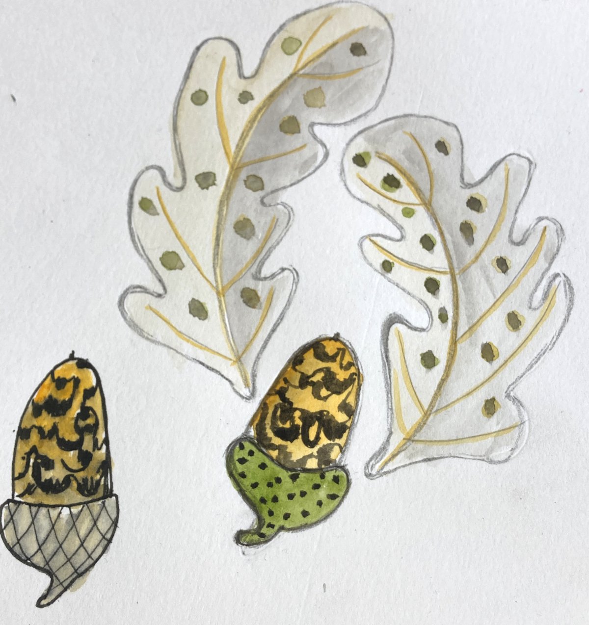 Leaves and acorns illustration