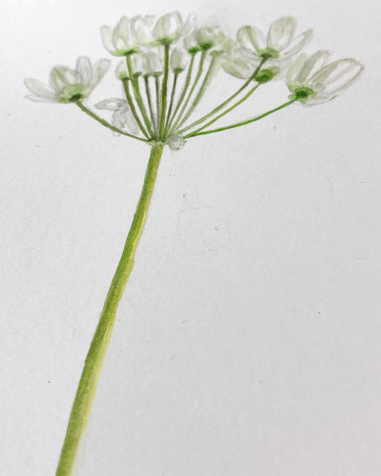 Today&rsquo;s inspiration from my garden - Allium Cowanii. Quite tricky trying to capture white flowers on white paper! I&rsquo;m up for a challenge 😊. Using a water soluble pencil helped a lot to soften the drawing lines. 

#inspiredbynature #alliu