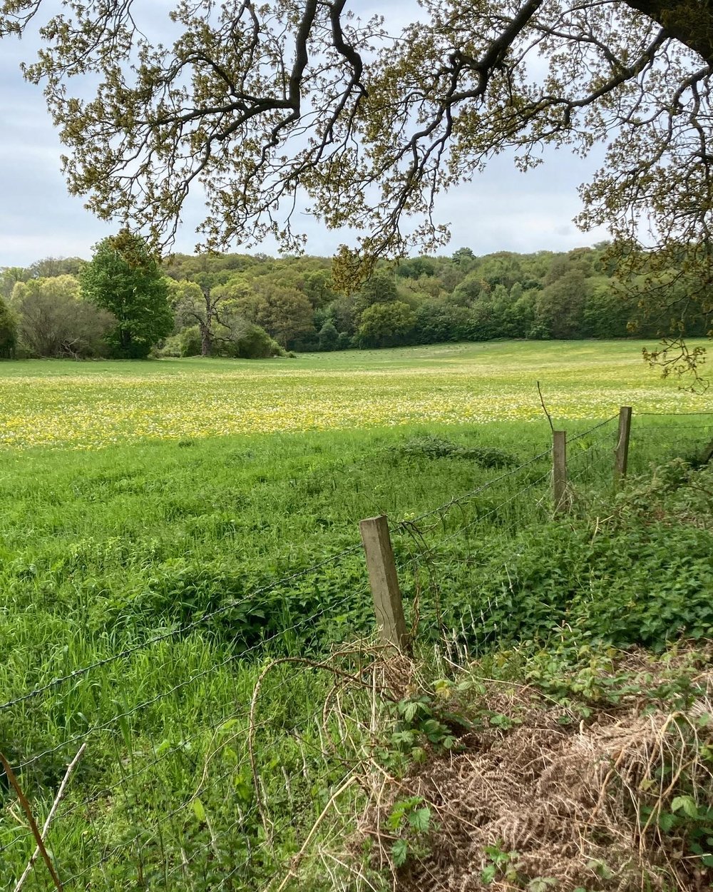 And breath &hellip; What a beautiful walk today in and around Comb&rsquo;s Wood near Whempstead. Bluebells, meadows, trees and lovely views - perfect. 

I found it on the Hertfordshire Walks app 

#whempstead #suenichollsdesigns #naturewalk #seekwond