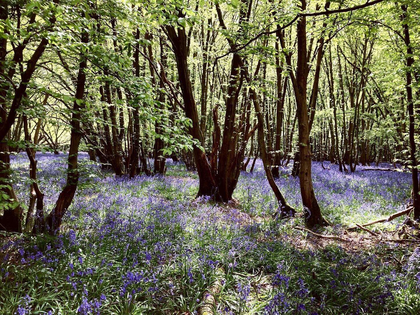 And breath &hellip; What a beautiful walk today in and around Comb&rsquo;s Wood near Whempstead. Bluebells, meadows, trees and lovely views - perfect. 

I found it on the Hertfordshire Walks app 

#whempstead #suenichollsdesigns #naturewalk #seekwond