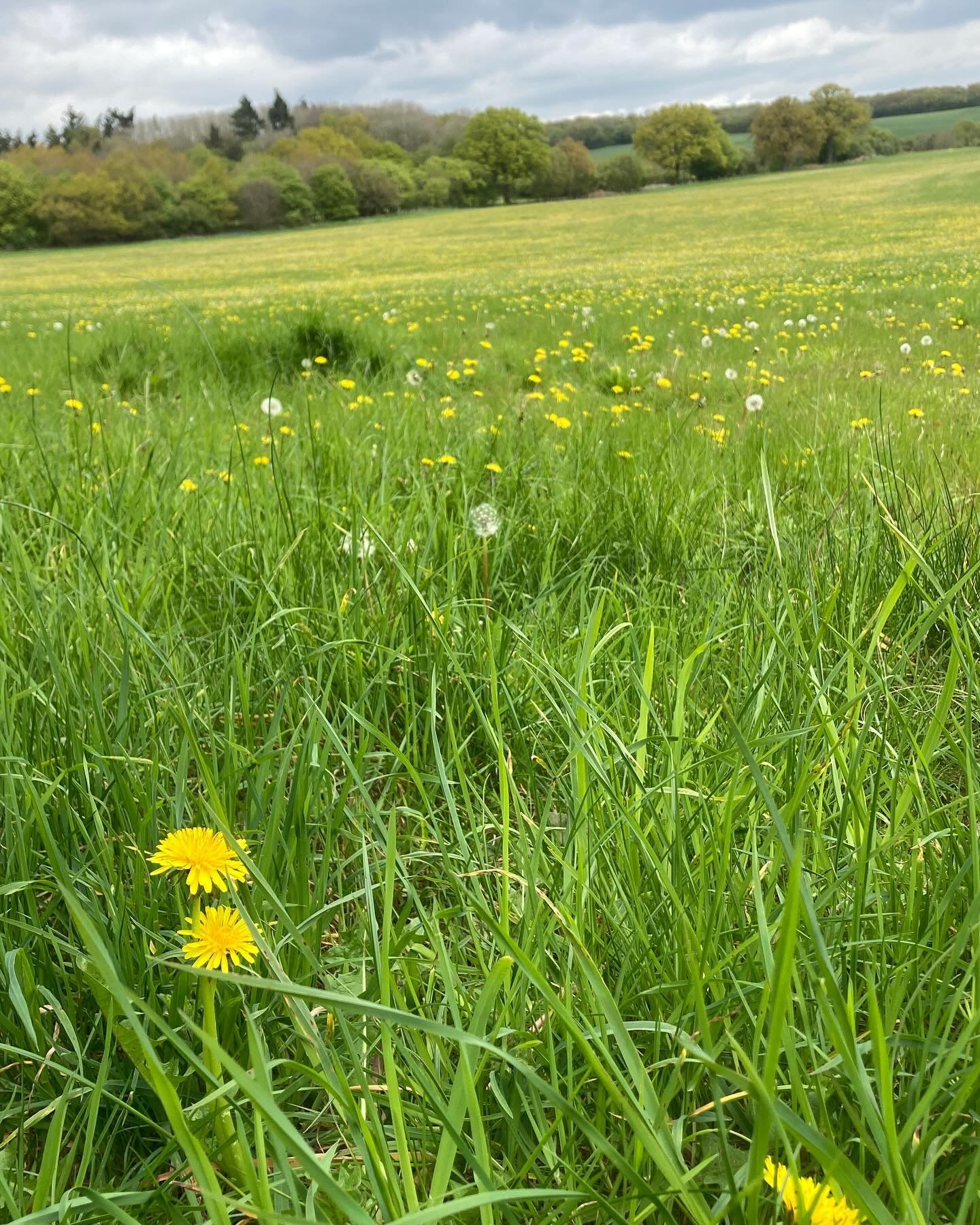 And breath &hellip; What a beautiful walk today in and around Comb&rsquo;s Wood near Whempstead. Bluebells, meadows, trees and lovely views - perfect. 

I found it on the @hertfordshirewalks 

#whempstead #suenichollsdesigns #naturewalk #seekwonderco