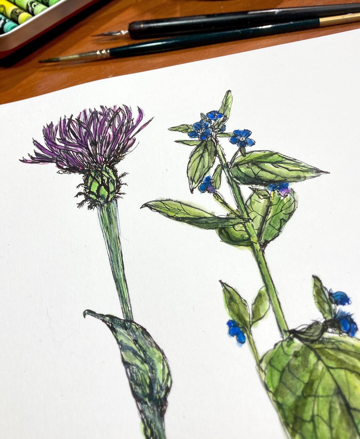 Centaurea montana and Green Alkanet. Some bold, bright spring colours in the garden at the moment. I thought I would try and capture the &lsquo;zingyness&rsquo;. 😊

#suenichollsdesigns #centaureamontana #pentaglottissempervirens #penink #greenalkane