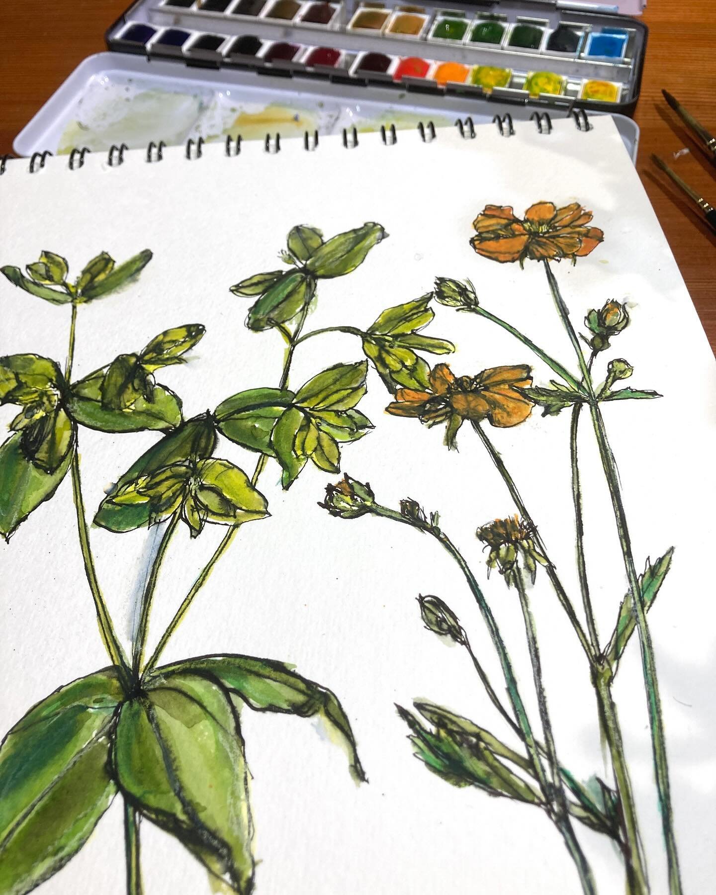 It&rsquo;s a bank holiday, of course it&rsquo;s raining!! A bit too soggy for gardening, so I decided to bring a bit of the garden inside today and do a bit more drawing/painting. This beautiful orange Geum (Totally Tangerine) just keeps coming back 