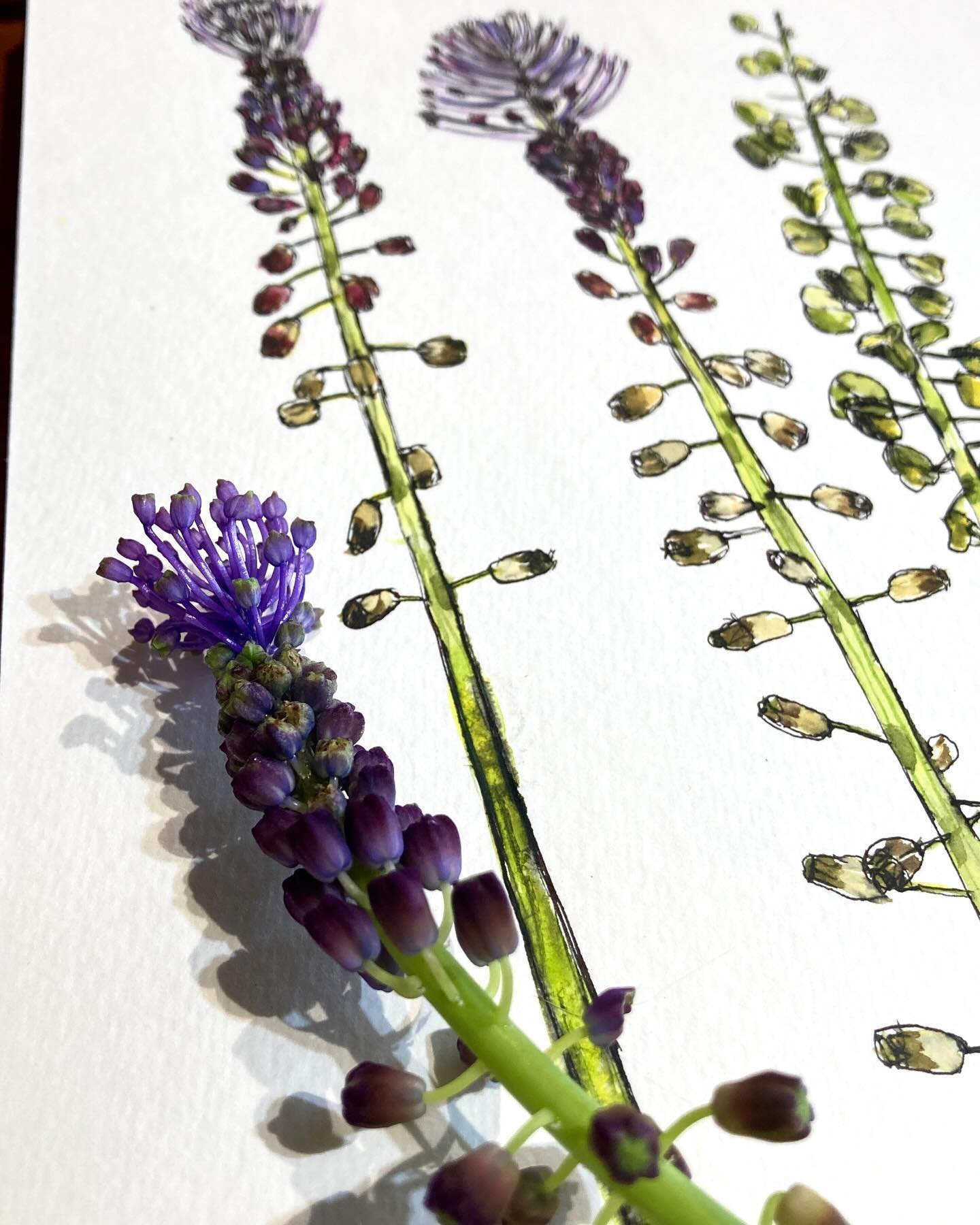 I love the weird and wonderful and this Muscari comosum is amongst the most unusual plants we&rsquo;ve grown in our garden. It keeps coming back year after year. I love the eccentricity of the flowers and the curious seed heads that follow. Great to 