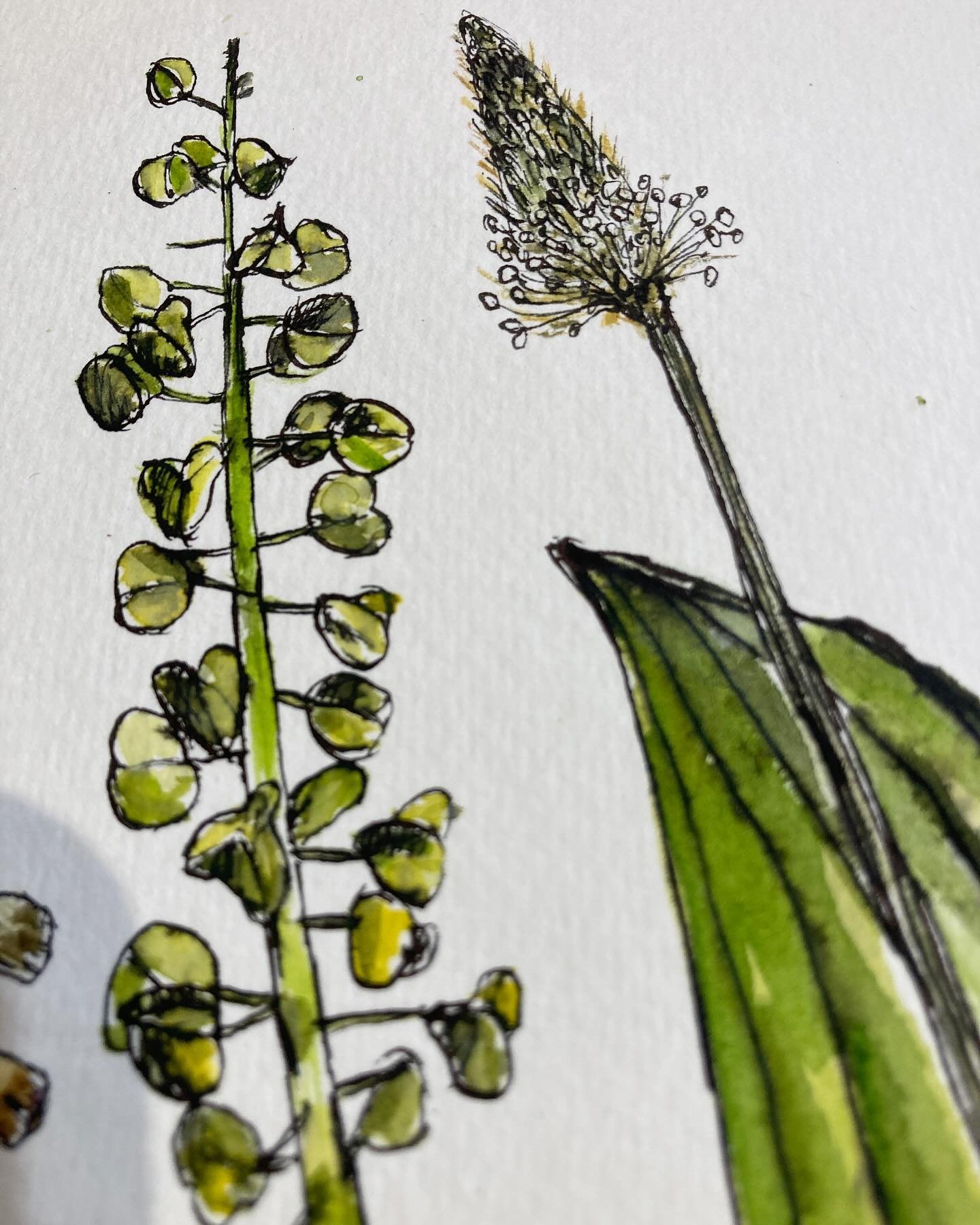 Plantain and Muscari comosum - love the eccentricity of these plants from the whacky flowers to the curious seed heads. Great to draw and paint as well.

#suenichollsdesigns #penandink #watercolours #muscaricomosum #plantagolanceolata #inspiredbynatu