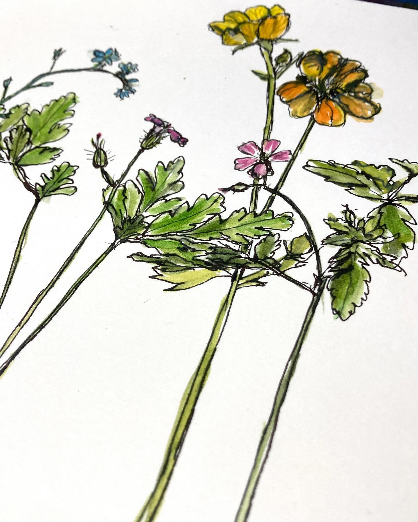 More drawing &hellip;. today it&rsquo;s been a combination of Herb Robert (Geranium robertianum), forget-me-knots and Geum (totally tangerine). Herb Robert is another flier that has always been in our garden and pops up all over the place. I love its