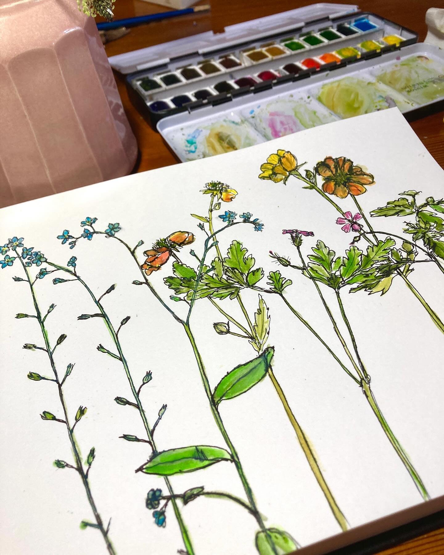 More drawing &hellip;. today it&rsquo;s been a combination of Herb Robert (Geranium robertianum), forget-me-knots and Geum (totally tangerine). Herb Robert is another flier that has always been in our garden and pops up all over the place. I love its