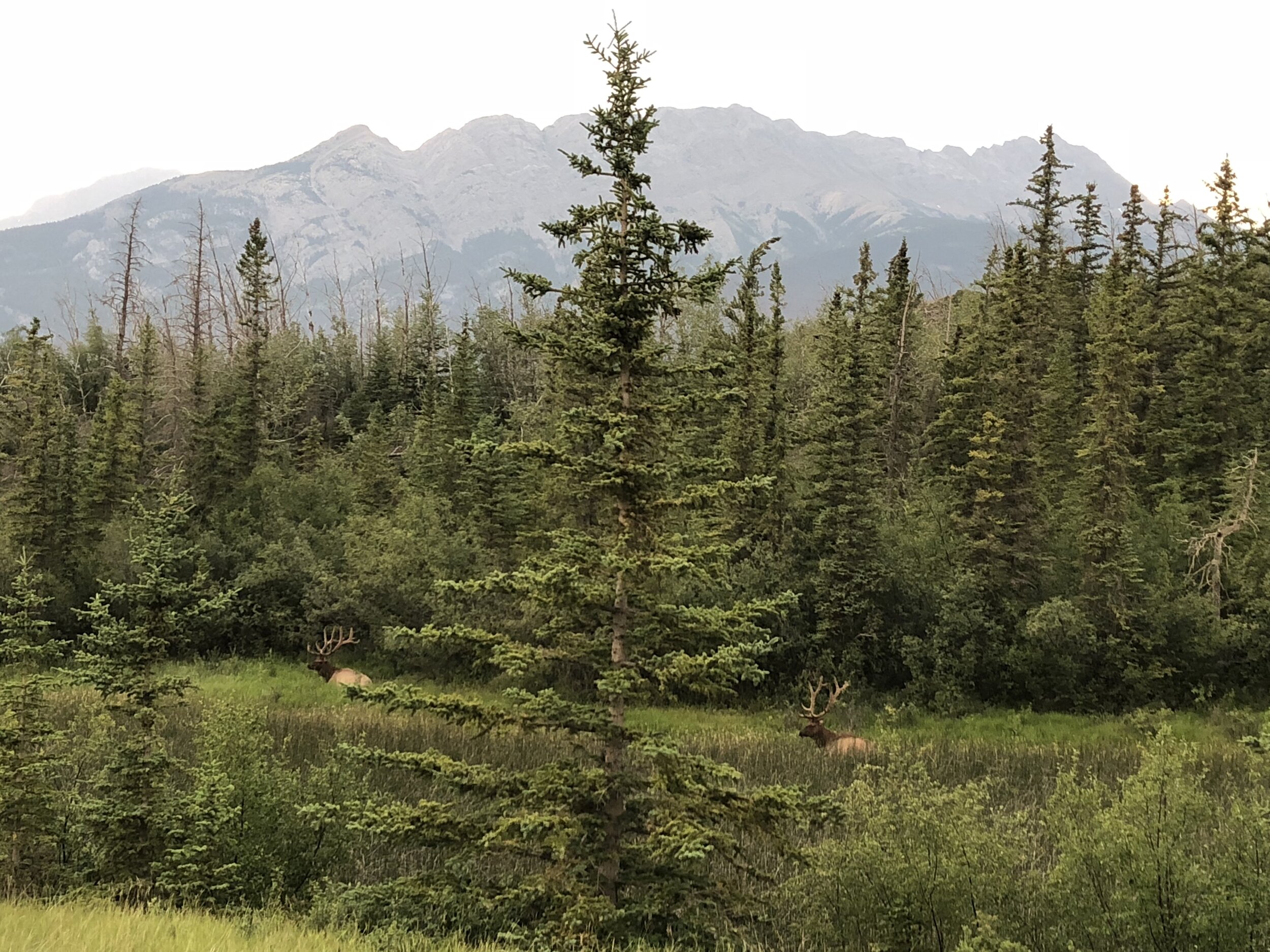 Jasper National Park Elk Canada