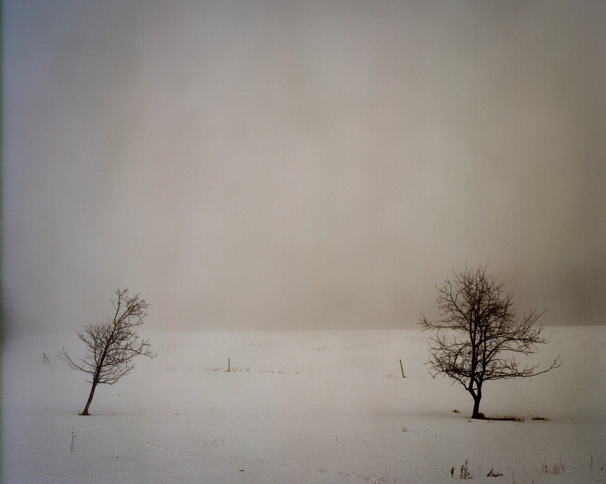Blue Hill Tree.jpg