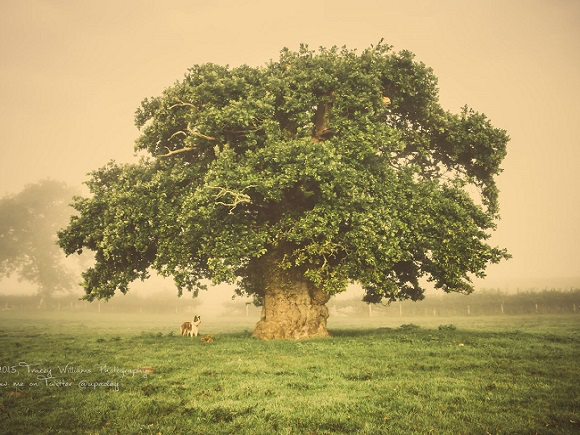 The Brimmon Oak, Wales (Photo: WTML/T Williams)