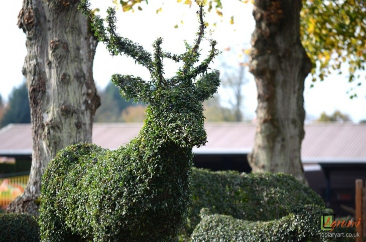 Agrumi - Topiary Art