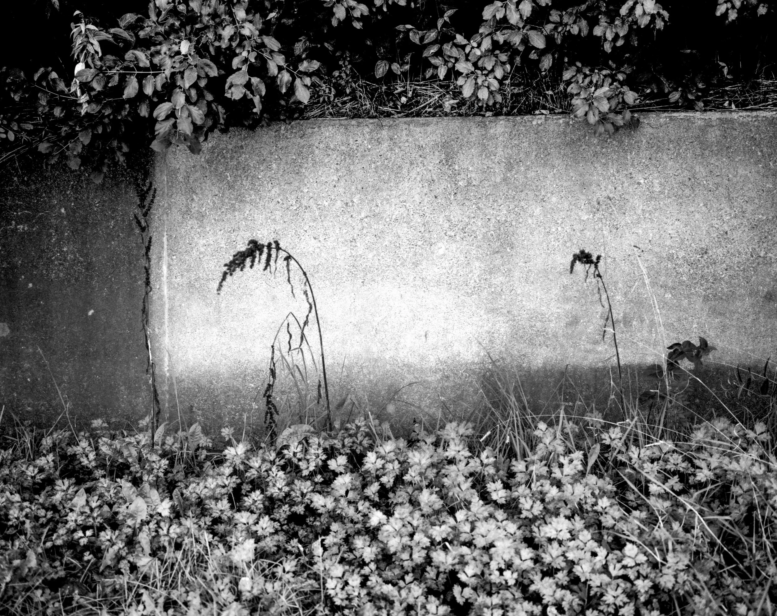 5334 wall with plants.jpg