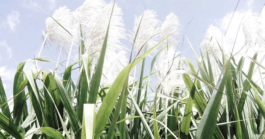 herbal_mist_teas_sugar_cane-1024x538.jpg