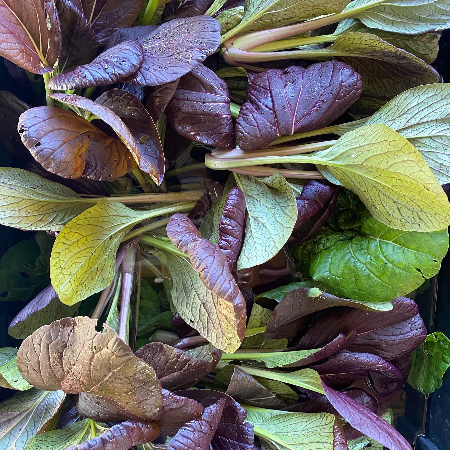 Purple Pac Choi
.
.
.
#notill #smallfarm #beyondorganic #regenerativeagriculture #ecologicalfarming #farmtofork #farmtotable #vegetables #growsomethinggreen #hydrovegan #epicgardening #greenthumb #growforit #plant #healthy #harvest #foodlovers  #food