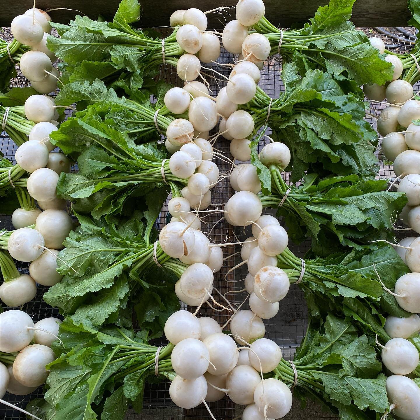 Japanese salad turnips.  These babies are sweet and mild enough to slice thin and eat raw, but delicious halved/quartered and roasted or grilled.