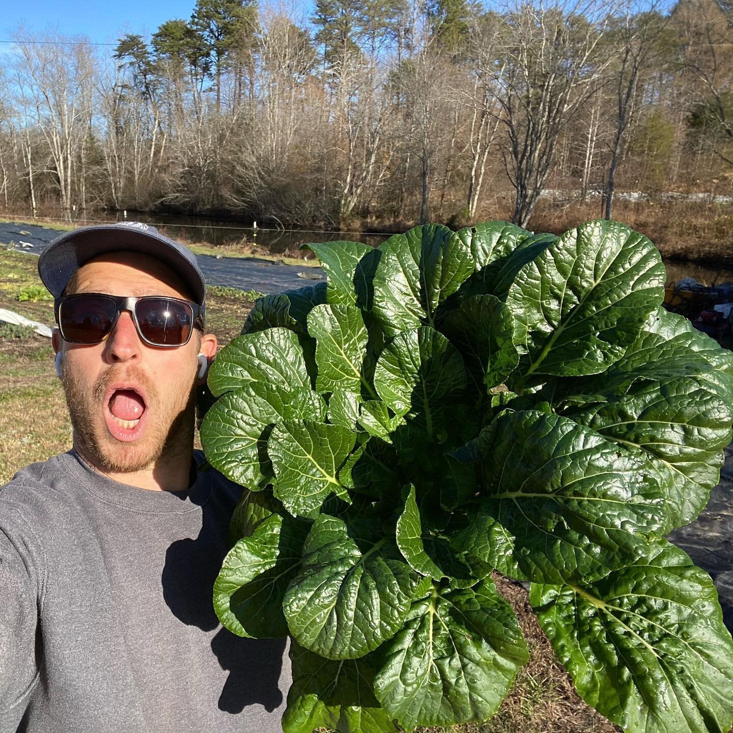 This big, beautiful, winter brassica was a volunteer from last fall, and has maintained this deep green without any cover and temps in the teens. 
.
.
.
#whycantallmycropsbethistough #hardy #growsomethinggreen #tatsoi #smallfarm #winterfarming #csa #
