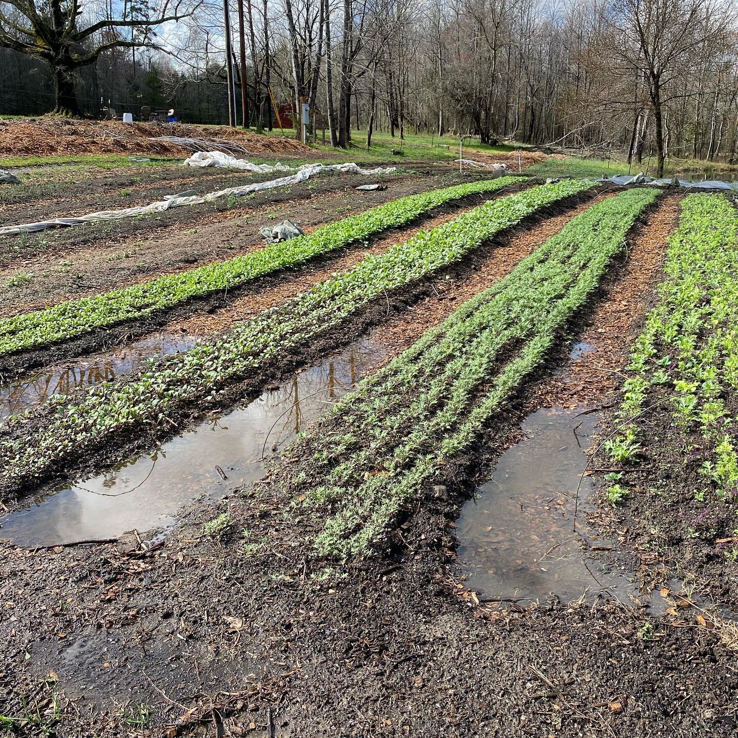 Guess I should have prioritized the extensive trenching project and moving mulch into the aisles over prepping beds to be planted last week.  The baby greens going in the first #farmshare still look good though!
