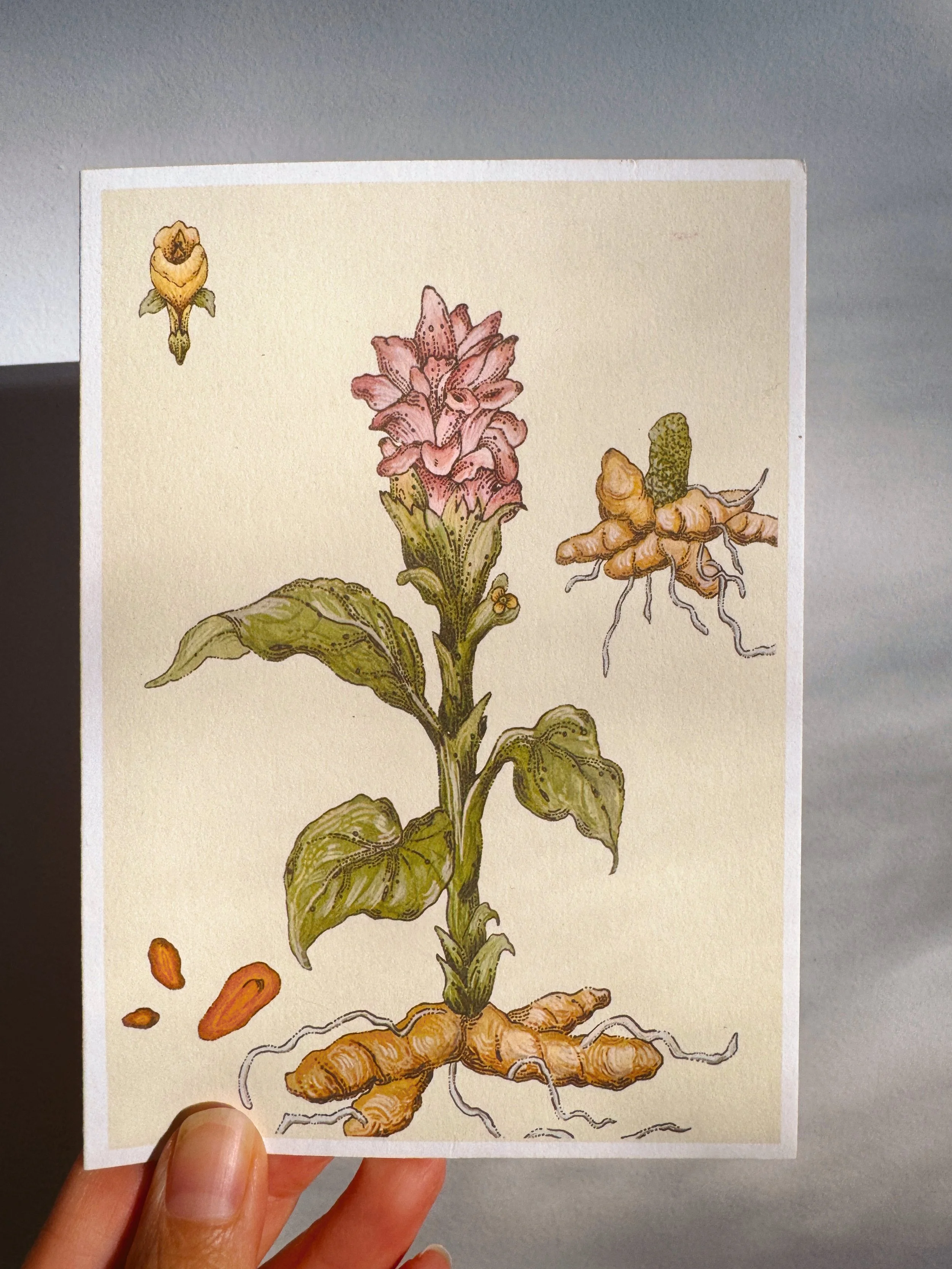 Turmeric  Card x Caro Arevalo.jpg