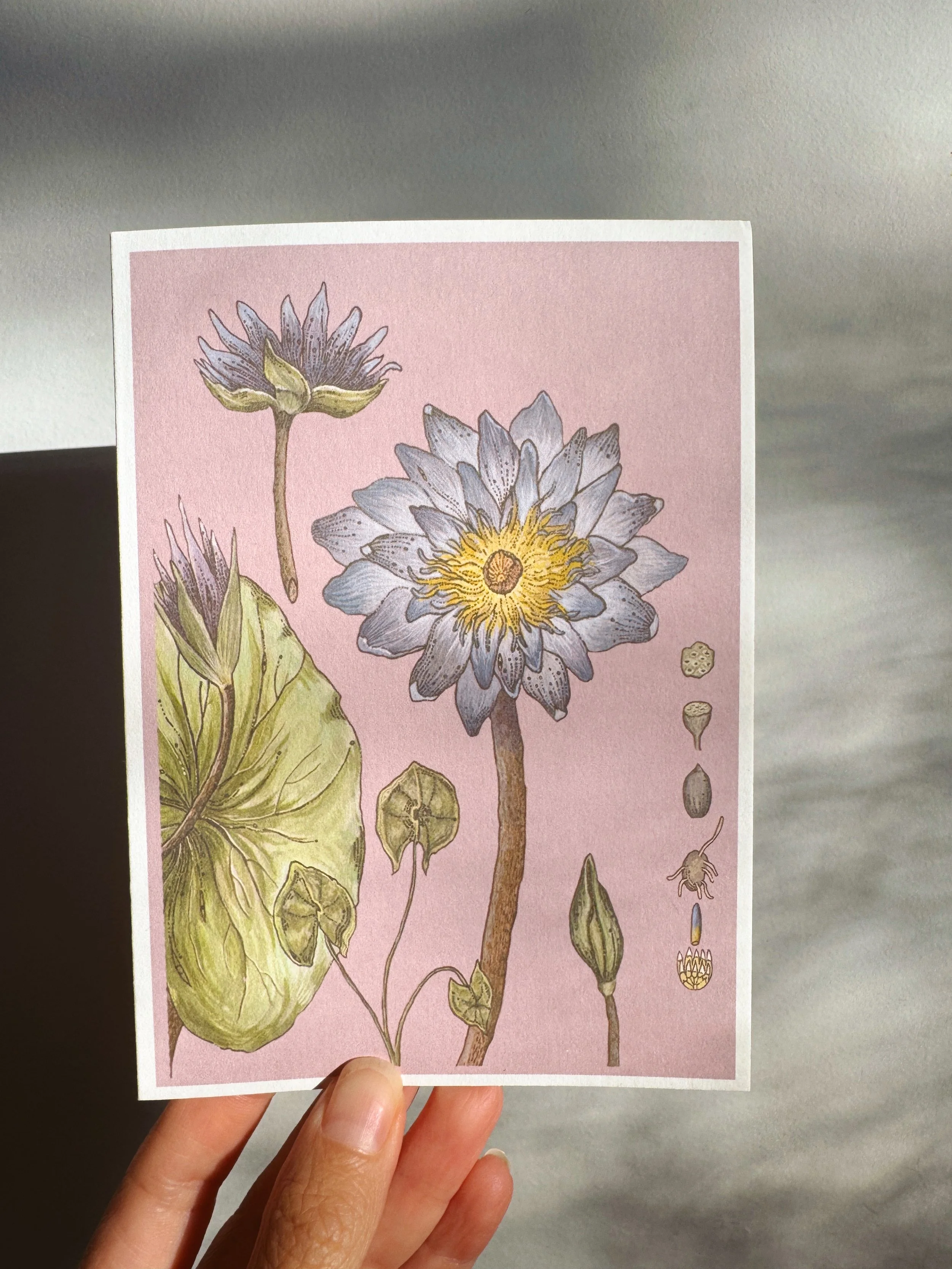 Blue Lotus I Card x Caro Arevalo.jpg