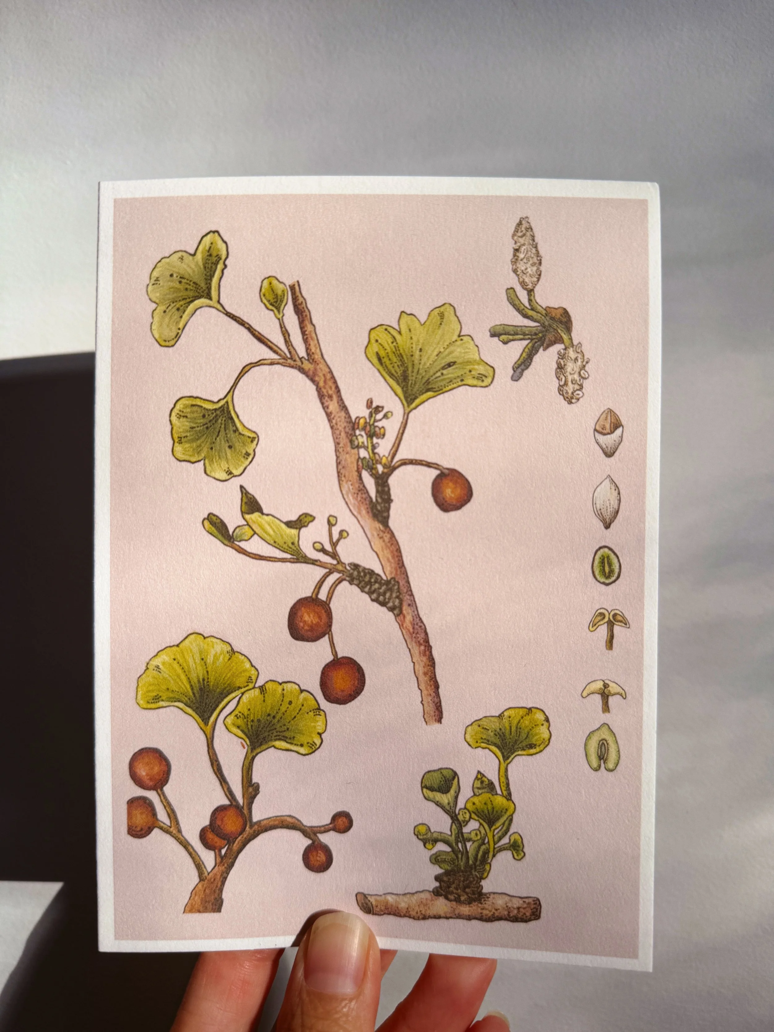 Gingko Card x Caro Arevalo.jpg