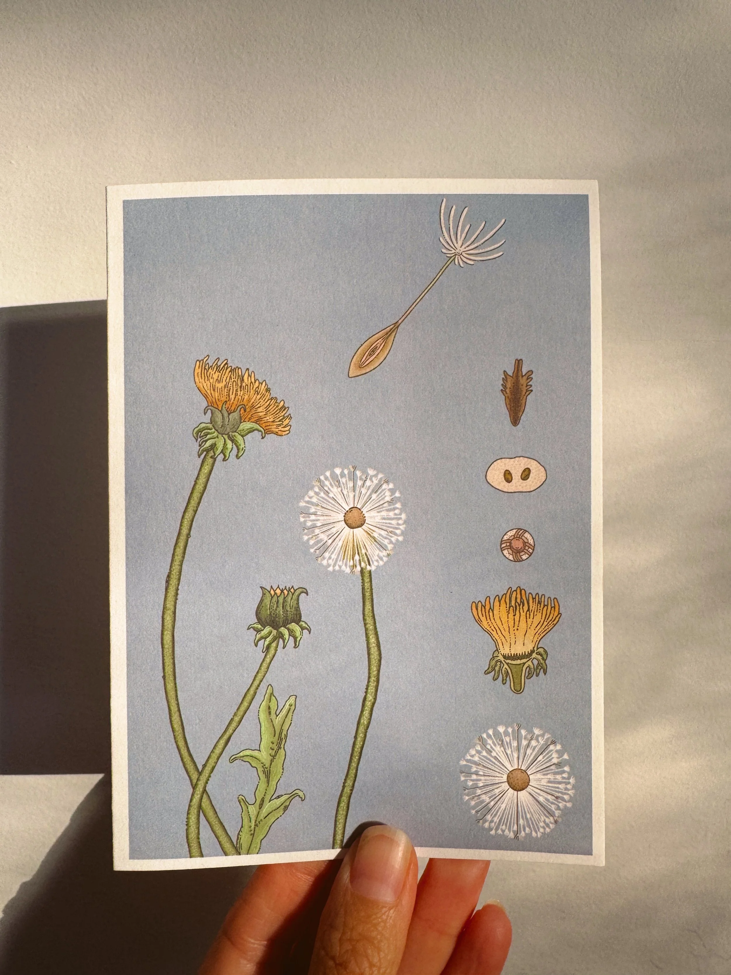 Dandelion Card x Caro Arevalo.jpg