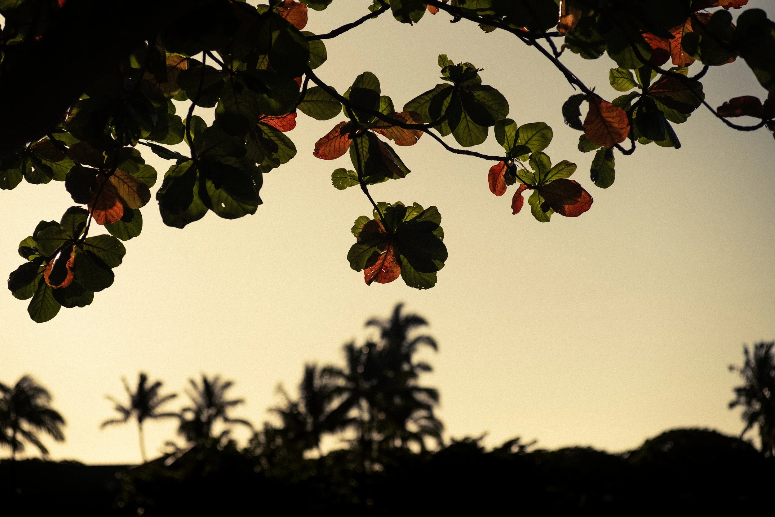 The Big Island | August 2023