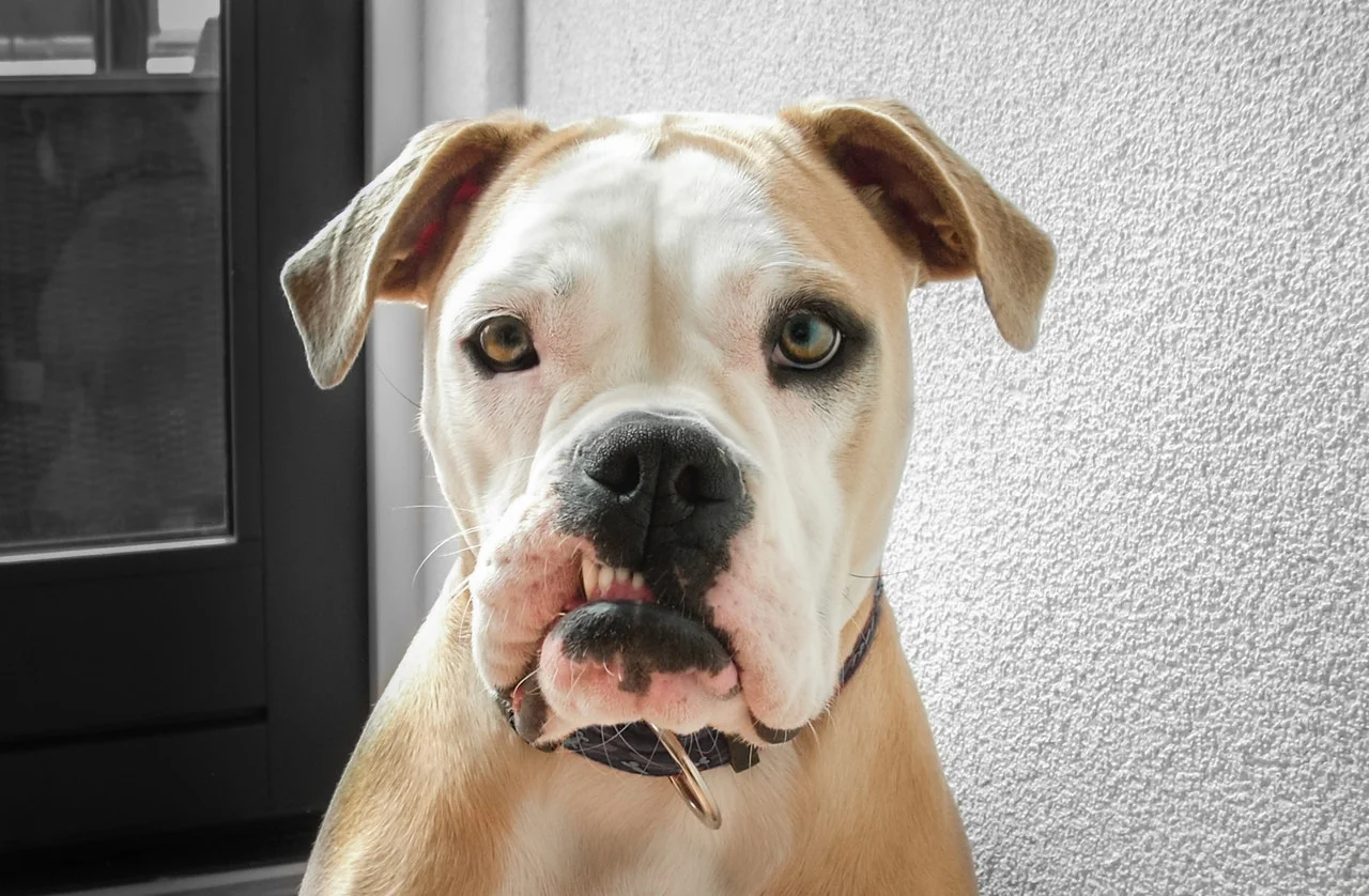 How to Handle Difficult and Troubled Pets