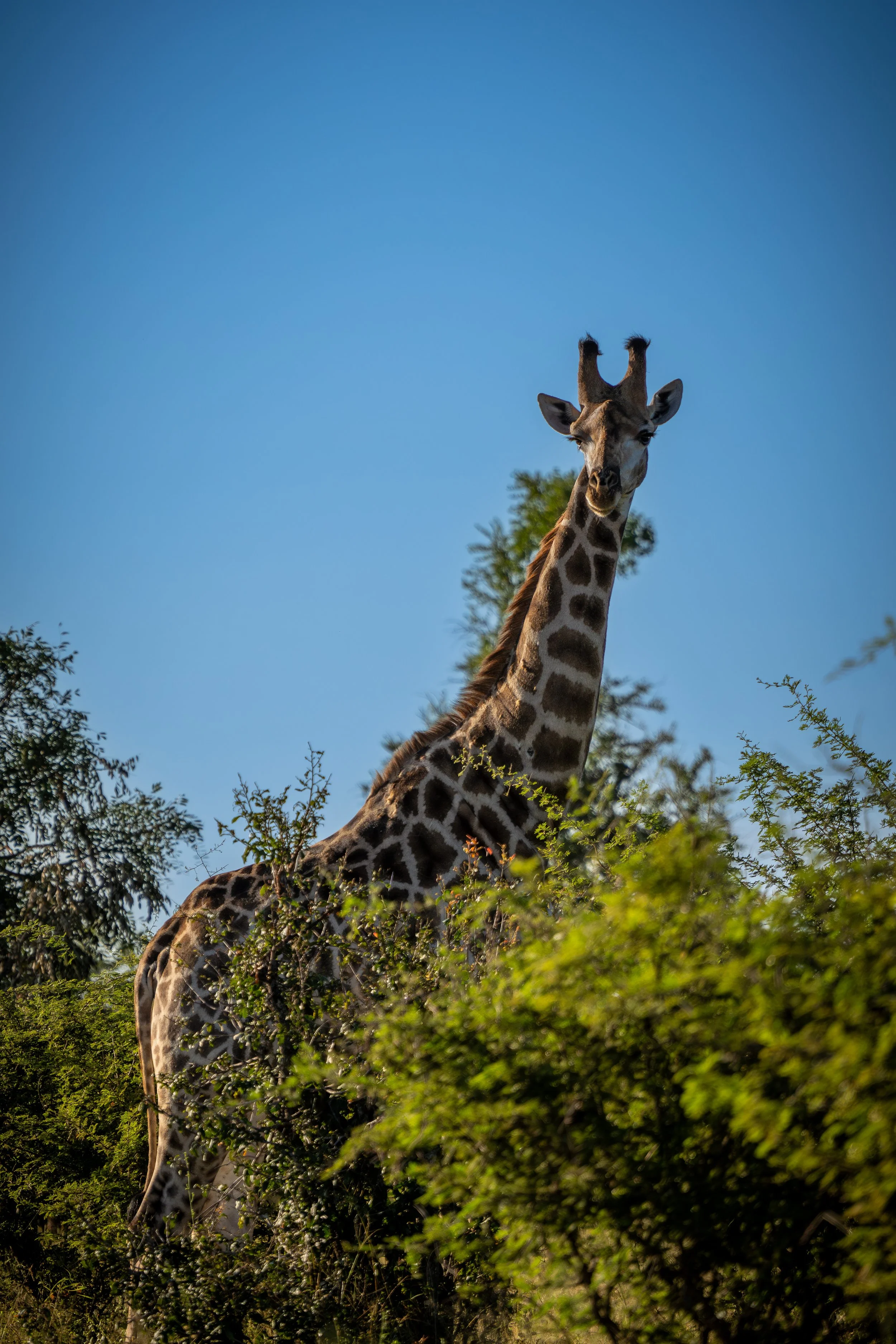 Kruger-1.jpg