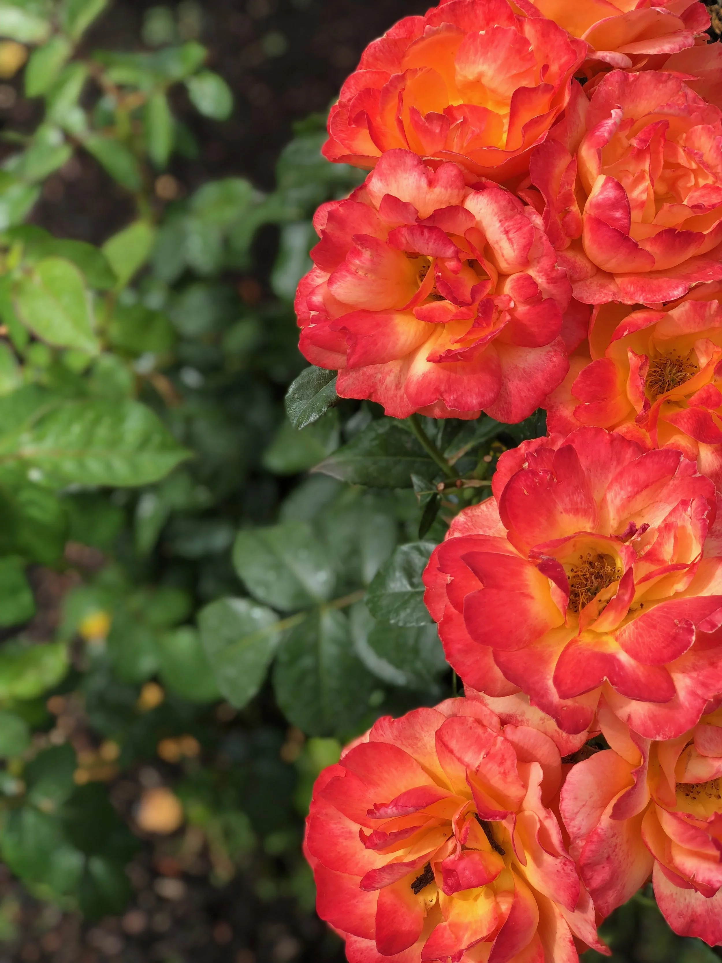 What I’m Thankful For