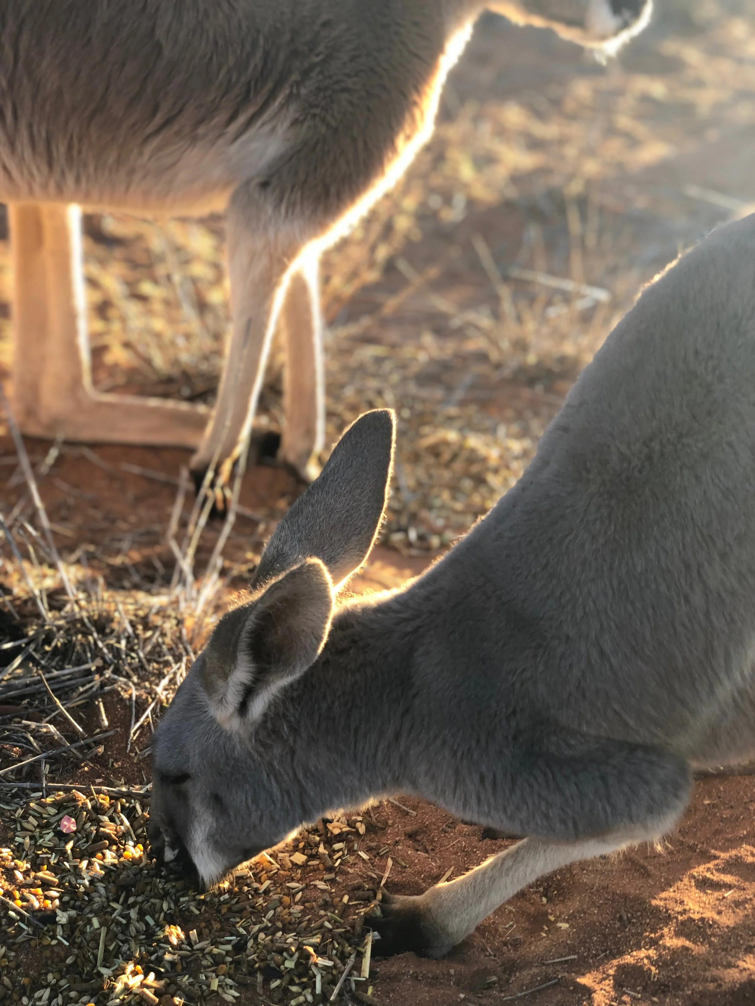 The Kangaroo Sanctuary