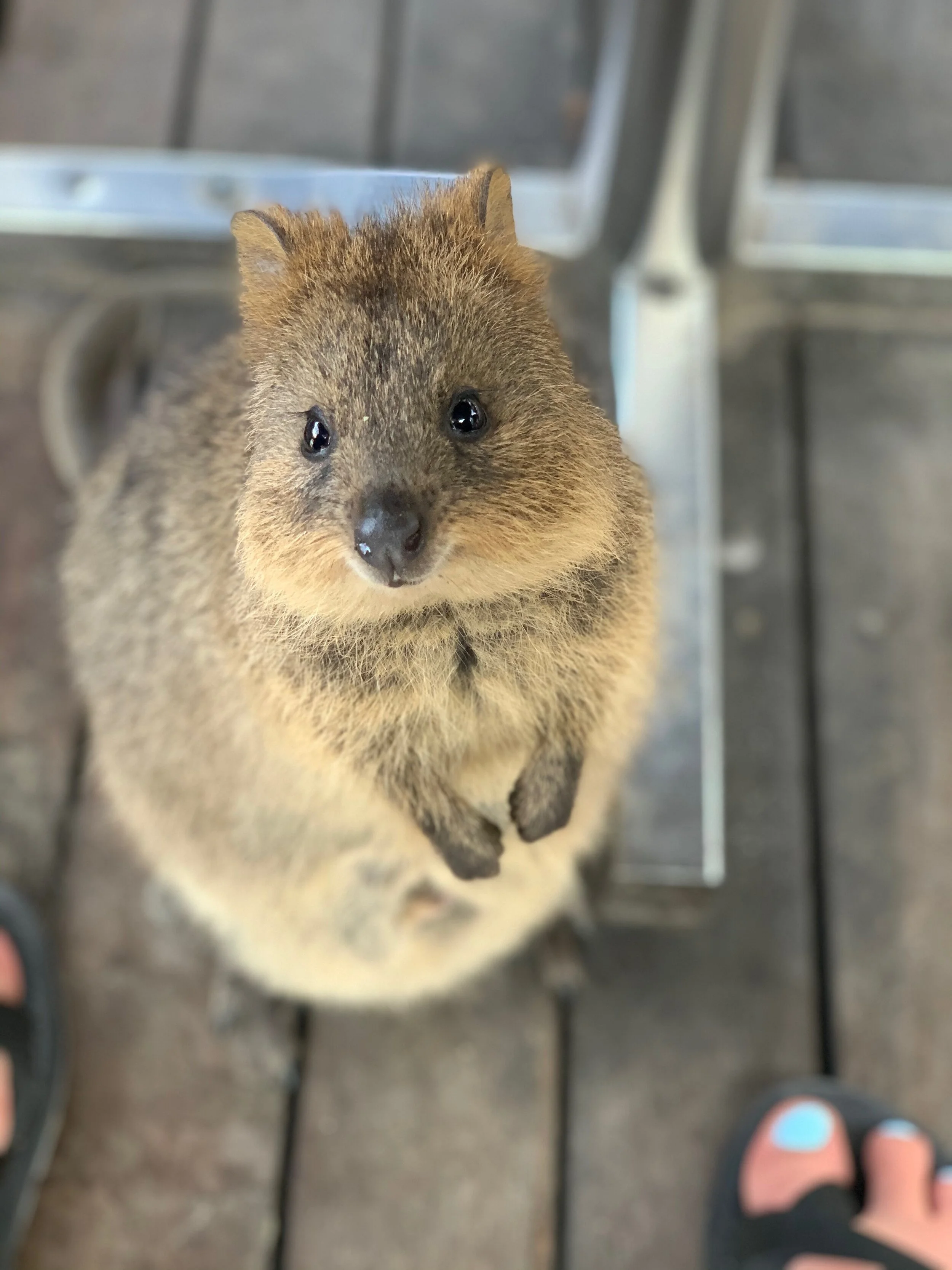 Rottnest &amp; Margaret River