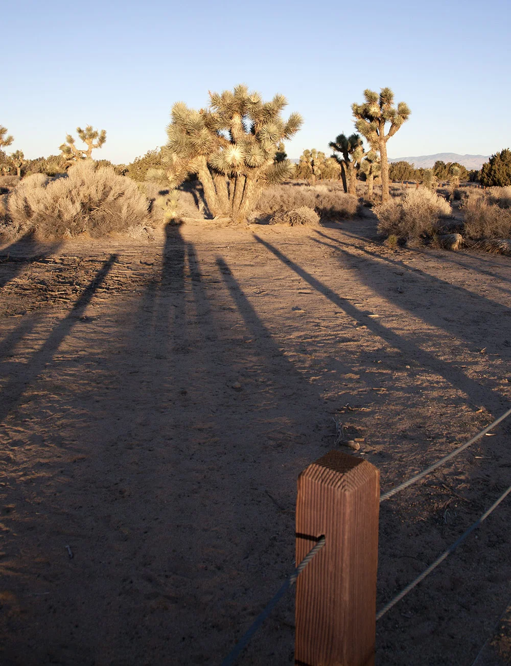 As the sun came up, the shadows stretched across the desert preserve, capturing me in the act of recording the beauty.