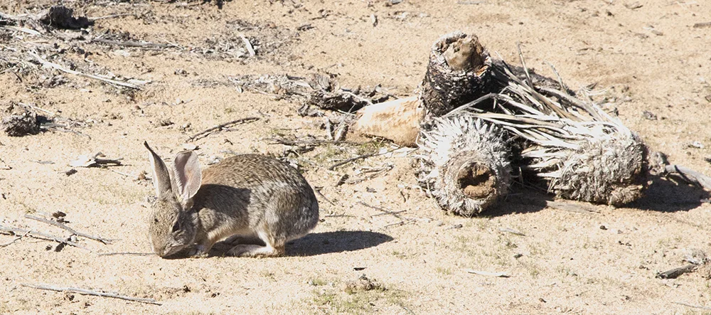 Cottontail at the Prime Desert Woodland Preserve