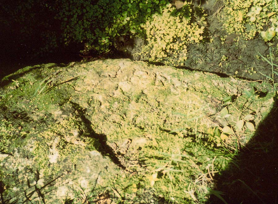 Reed in Alcove Rock