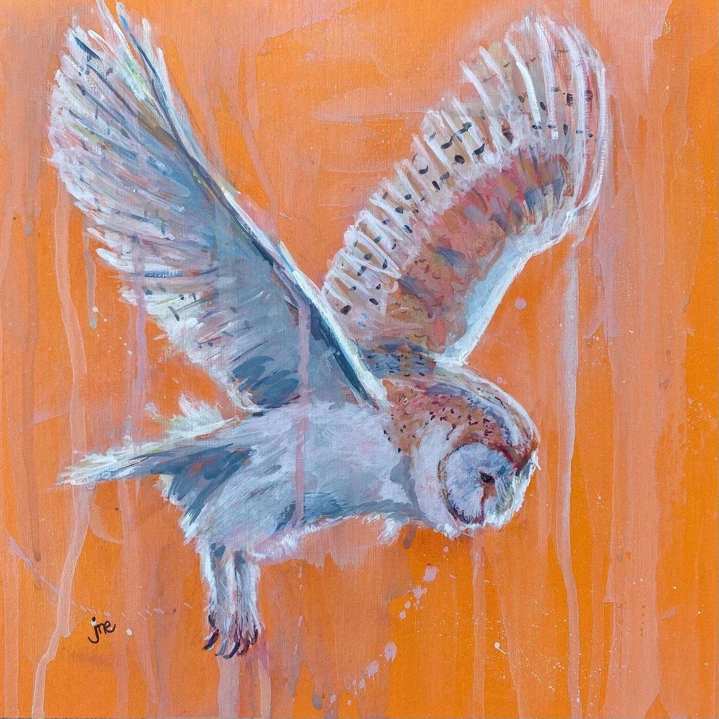 Barn Owl in Flight 2