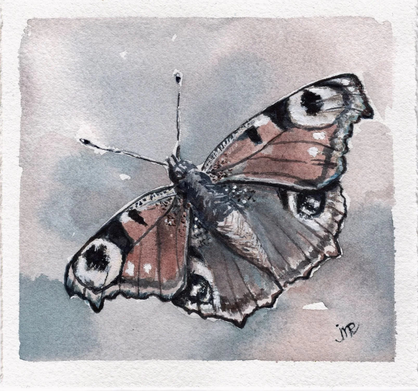 Peacock Butterfly in Watermedia