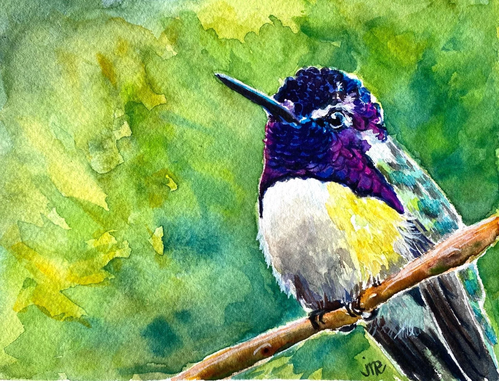 Purple Hummingbird on a branch
