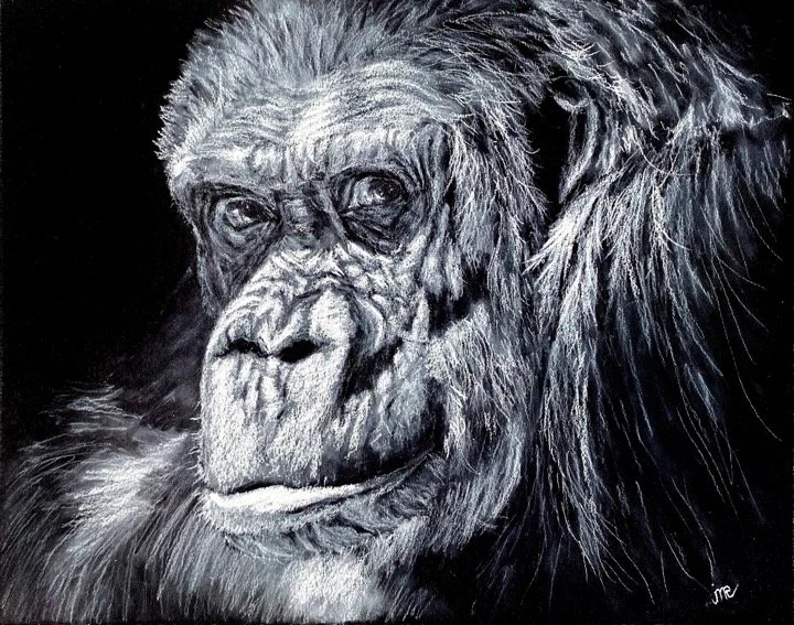 Gorilla in White Charcoal