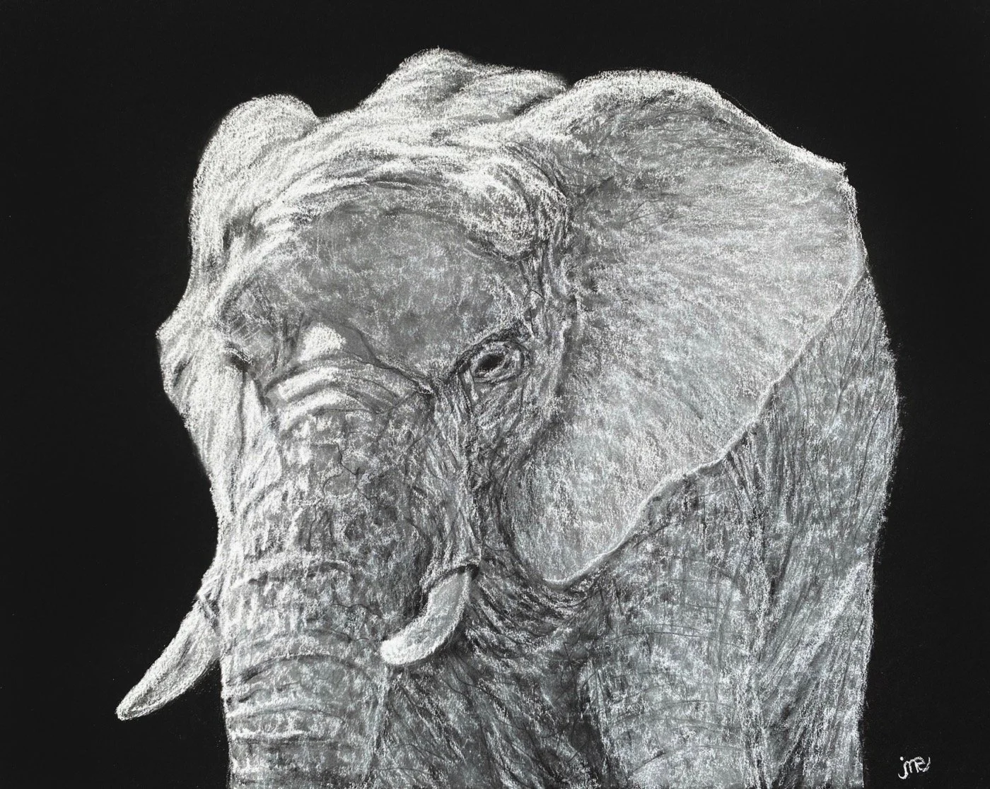 Elephant in White Charcoal