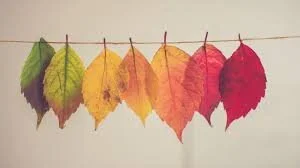 Fall
