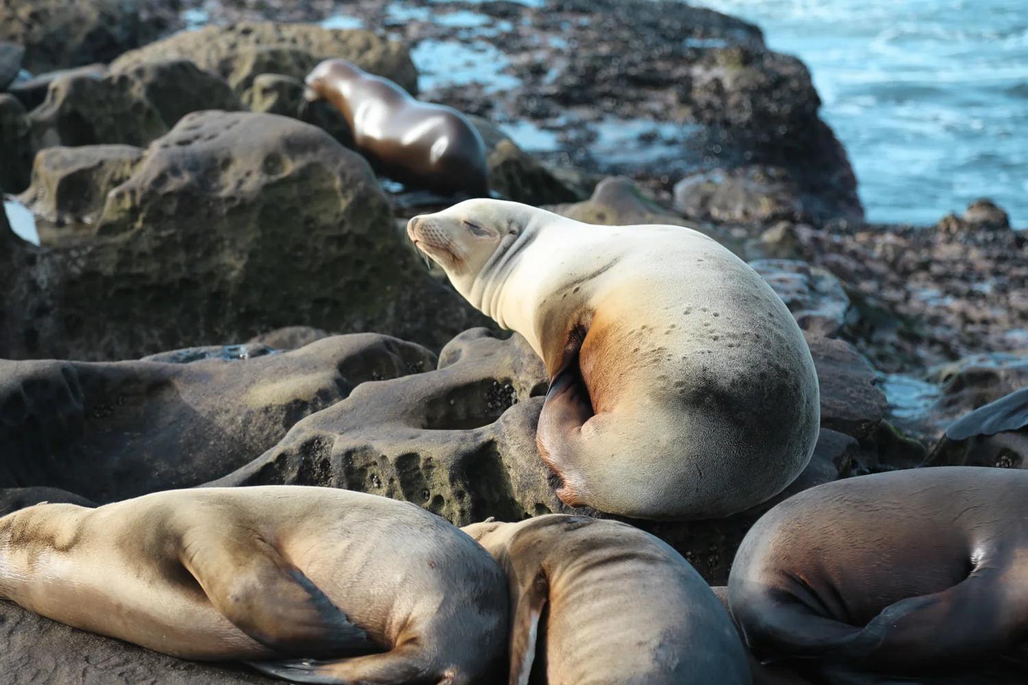 chubby seal.jpg