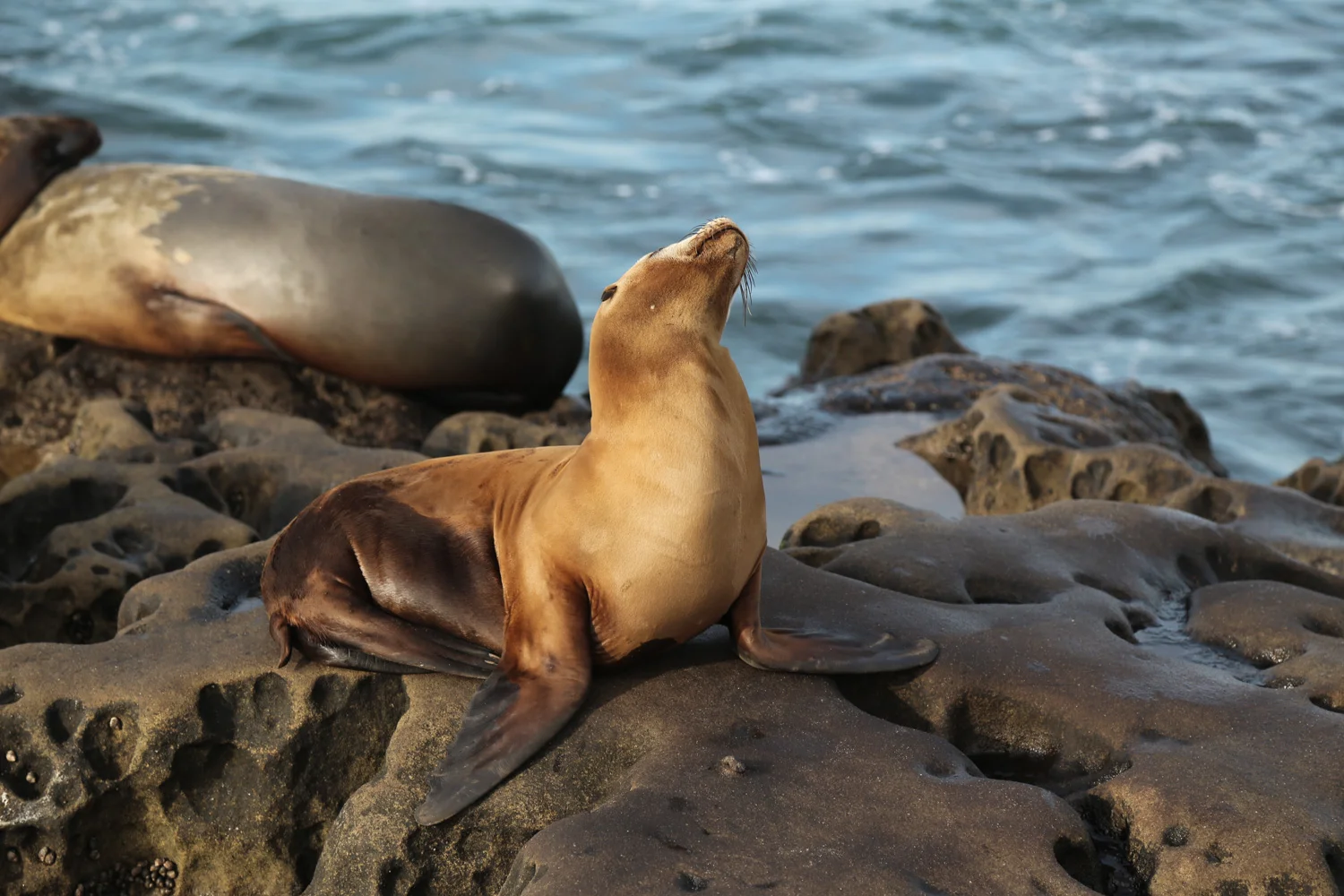 proud seal.jpg