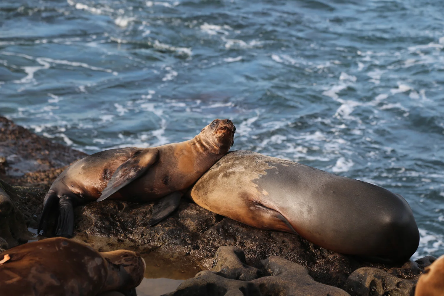 sea lion .jpg