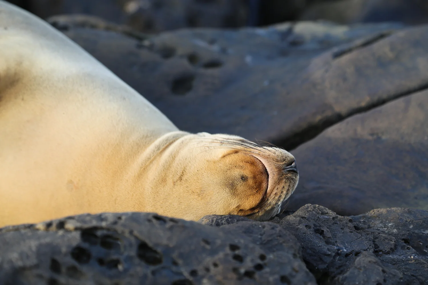 seal seal.jpg