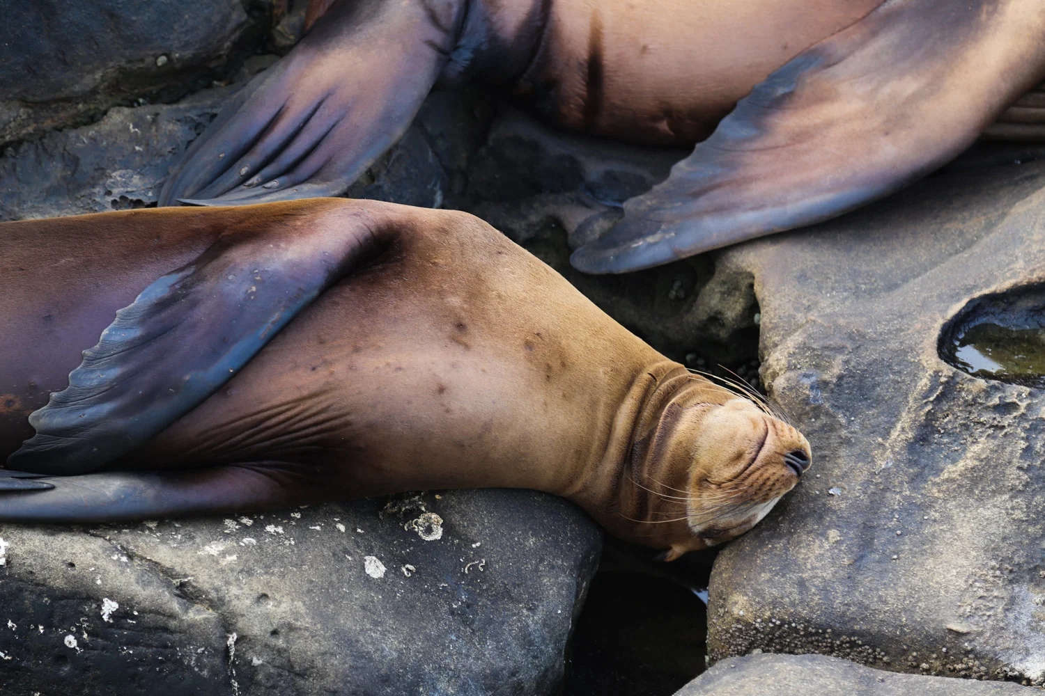 sleepy seal.jpg