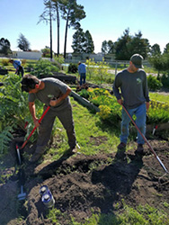 Backfilling the irrigation trenches