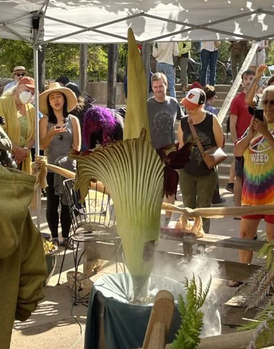 CorpseFlower1_2022eah.jpg