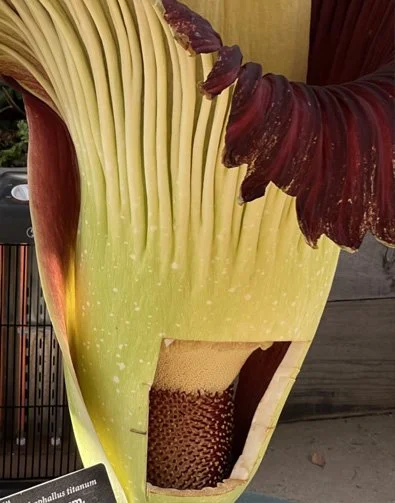 CorpseFlower4_2022eah.jpg